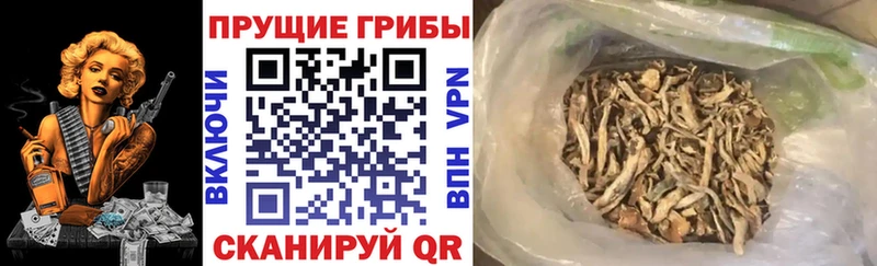 Галлюциногенные грибы Psilocybine cubensis  магазин    Новомичуринск 
